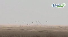 成群灰鶴盤旋起舞、休憩覓食 為黃河濕地公園增添生機(jī)青海環(huán)保公司
